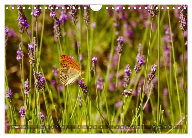 Produktbild: Lavendel. Der Duft der Provence (Wandkalender 2026 DIN A4 quer), CALVENDO Monatskalender