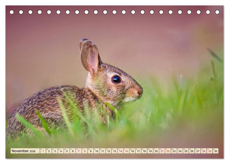 Produktbild: Feldhasen und Kaninchen (Tischkalender 2026 DIN A5 quer), CALVENDO Monatskalender