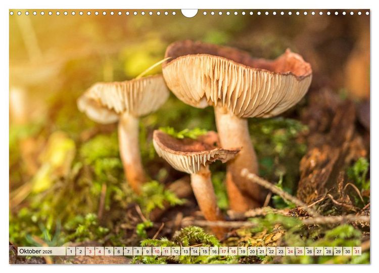 Produktbild: Mikrokosmos im Garten (Wandkalender 2026 DIN A3 quer), CALVENDO Monatskalender