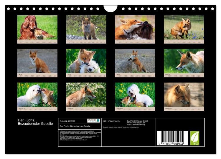 Produktbild: Der Fuchs. Bezaubernder Geselle (Wandkalender 2026 DIN A4 quer), CALVENDO Monatskalender