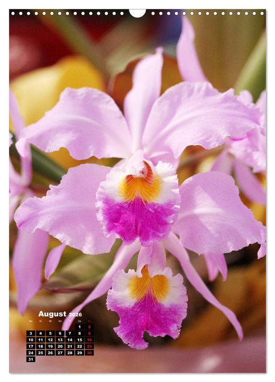 Produktbild: Kleine Orchideensch&auml;tze (Wandkalender 2026 DIN A3 hoch), CALVENDO Monatskalender