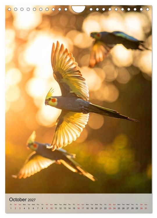 Produktbild: Cockatiel Dreams (Wall Calendar 2027 DIN A4 portrait), CALVENDO 12 Month Wall Calendar