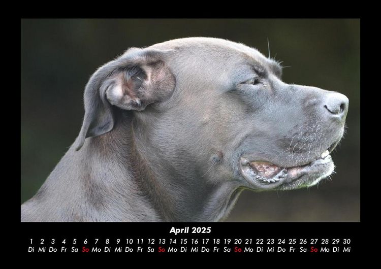 Produktbild: Hundezauber 2025 Fotokalender DIN A3
