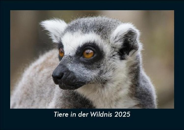 Produktbild: Tiere in der Wildnis 2025 Fotokalender DIN A5