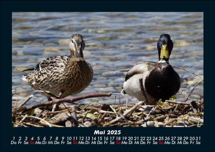 Produktbild: Enten 2025 Fotokalender DIN A5