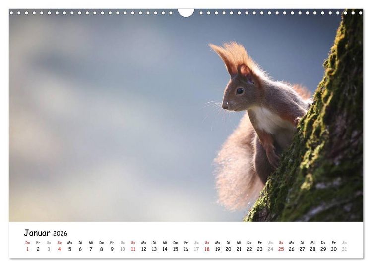 Produktbild: Unsere Eichh&ouml;rnchen in Bayern (Wandkalender 2026 DIN A3 quer), CALVENDO Monatskalender
