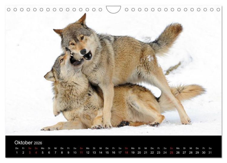 Produktbild: Kanadische W&ouml;lfe im Winter (Wandkalender 2026 DIN A4 quer), CALVENDO Monatskalender