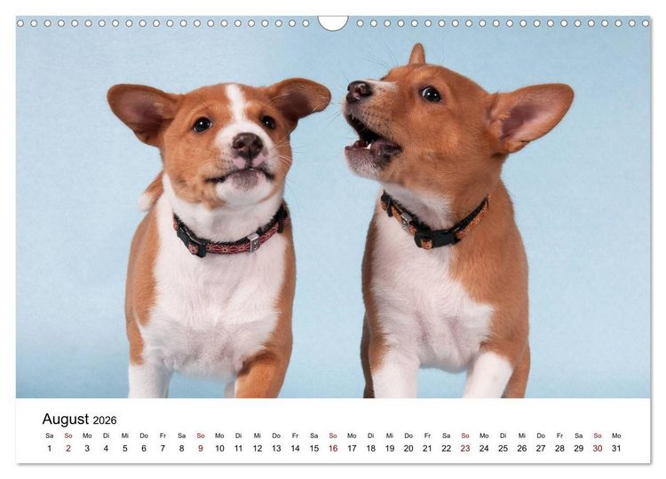 Produktbild: S&uuml;&szlig;e Basenji-Kinder (Wandkalender 2026 DIN A3 quer), CALVENDO Monatskalender