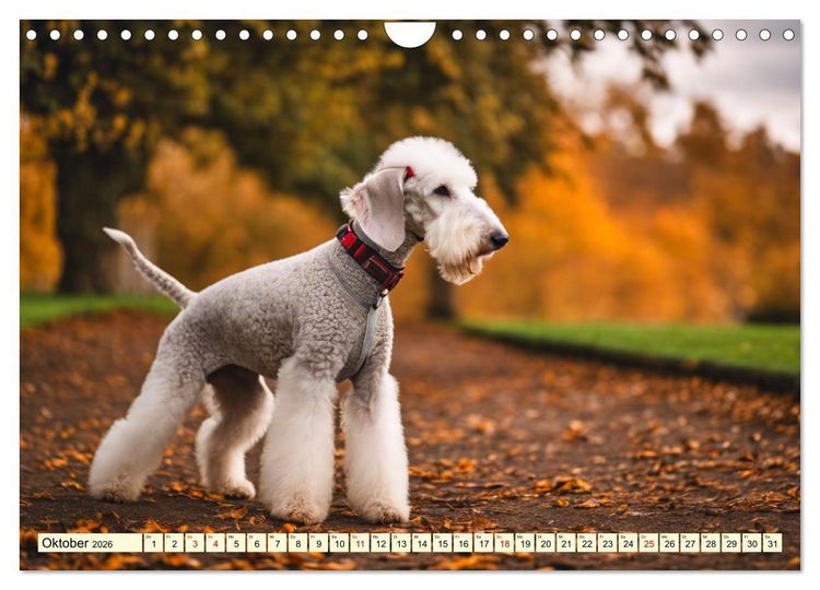 Produktbild: Bedlington Terrier - Hunde im Schafspelz (Wandkalender 2026 DIN A4 quer), CALVENDO Monatskalender