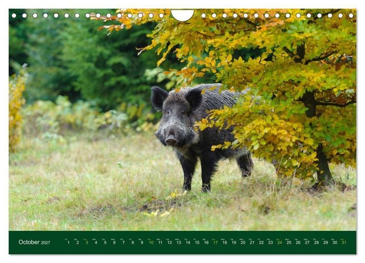 Produktbild: Wild Boars (Wall Calendar 2027 DIN A4 landscape), CALVENDO 12 Month Wall Calendar