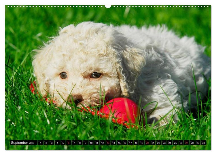 Produktbild: Lagotto Romagnolo - Italienischer Tr&uuml;ffelhund (hochwertiger Premium Wandkalender 2026 DIN A2 quer), Kunstdruck in Hochglanz