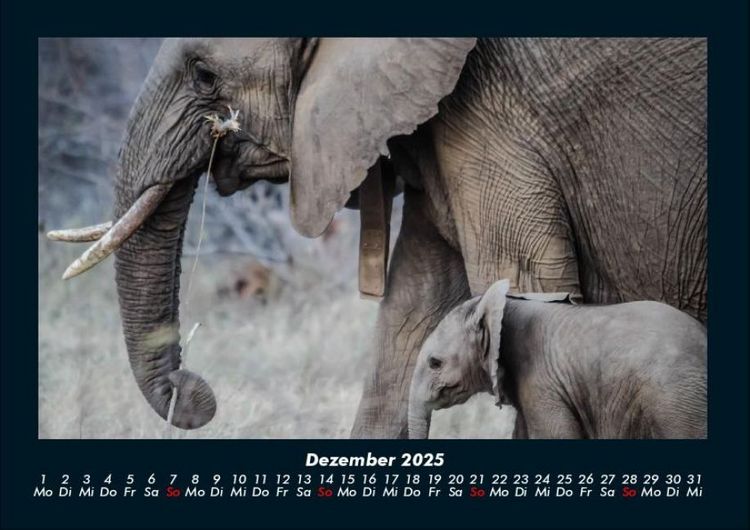 Produktbild: Elefanten - Die sanften Riesen Afrikas 2025 Fotokalender DIN A4
