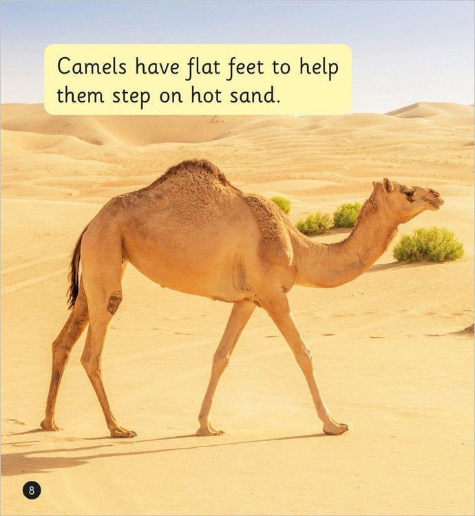 Produktbild: The Desert (Set 7)