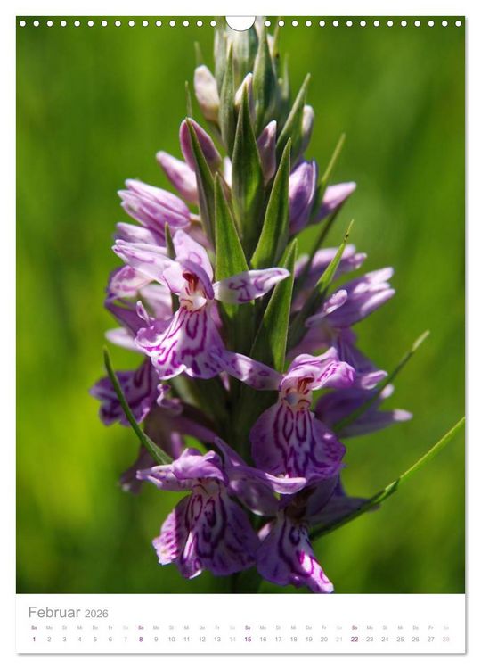 Produktbild: Alpenblumen (Wandkalender 2026 DIN A3 hoch), CALVENDO Monatskalender