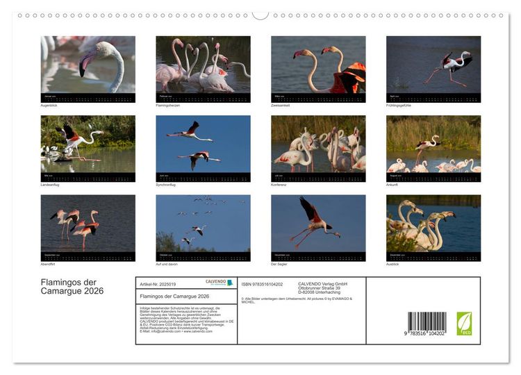 Produktbild: Flamingos der Camargue 2026 (hochwertiger Premium Wandkalender 2026 DIN A2 quer), Kunstdruck in Hochglanz