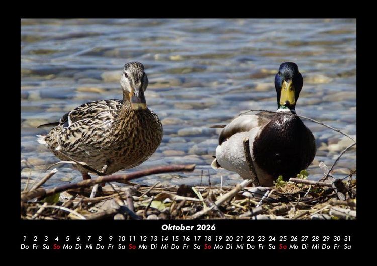 Produktbild: Enten 2026 Fotokalender DIN A3