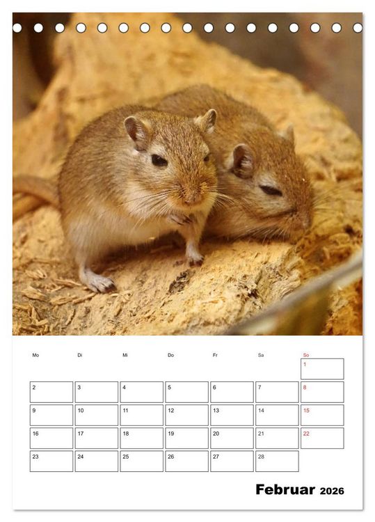 Produktbild: Lustige Rennm&auml;use (Tischkalender 2026 DIN A5 hoch), CALVENDO Monatskalender