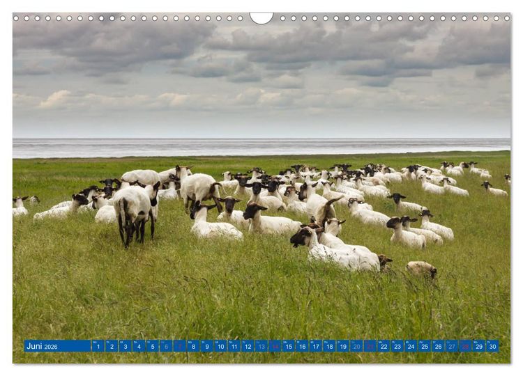 Produktbild: Die Krummh&ouml;rn Gemeinde in Ostfriesland (Wandkalender 2026 DIN A3 quer), CALVENDO Monatskalender