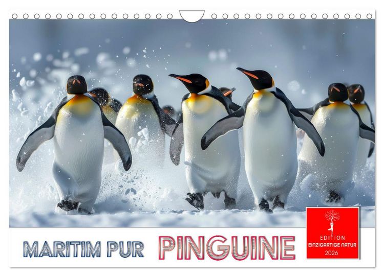 Produktbild: Maritim pur - Pinguine (Wandkalender 2026 DIN A4 quer), CALVENDO Monatskalender