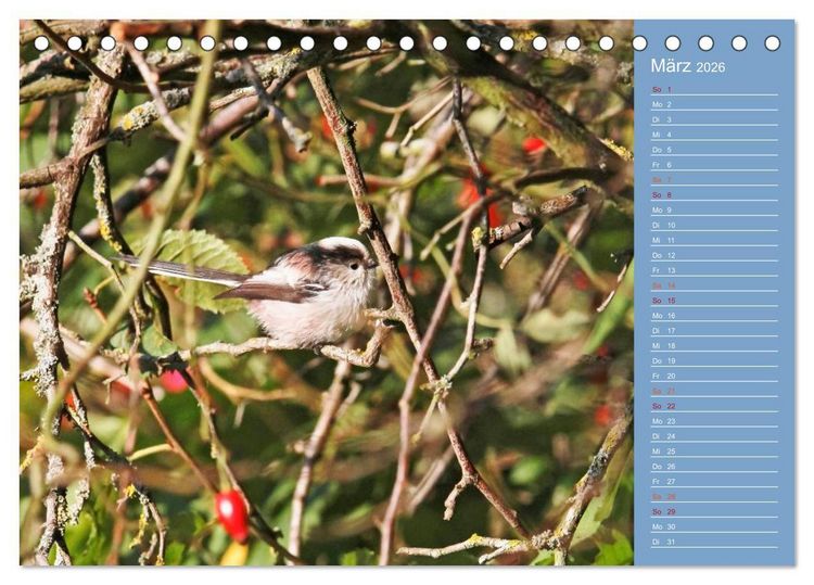 Produktbild: Gefiederte Gartenfreunde (Tischkalender 2026 DIN A5 quer), CALVENDO Monatskalender