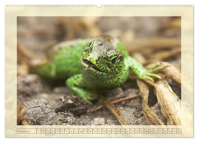 Produktbild: Minisaurier im Garten (hochwertiger Premium Wandkalender 2027 DIN A2 quer), Kunstdruck in Hochglanz