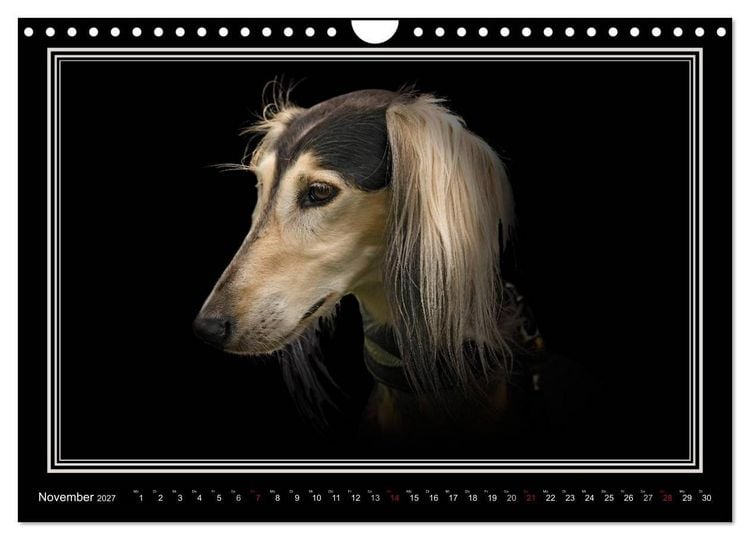 Produktbild: Saluki 2027 (Wandkalender 2027 DIN A4 quer), CALVENDO Monatskalender