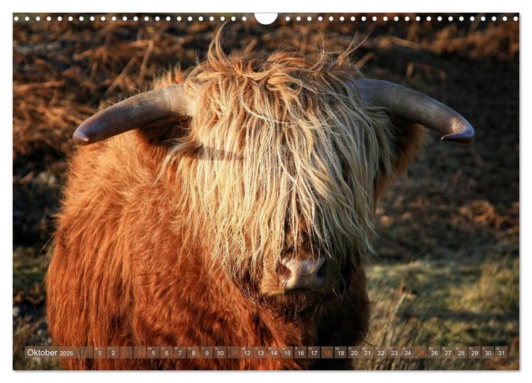 Produktbild: Schottische Hochlandrinder - Highland Cattle im Portrait (Wandkalender 2026 DIN A3 quer), CALVENDO Monatskalender
