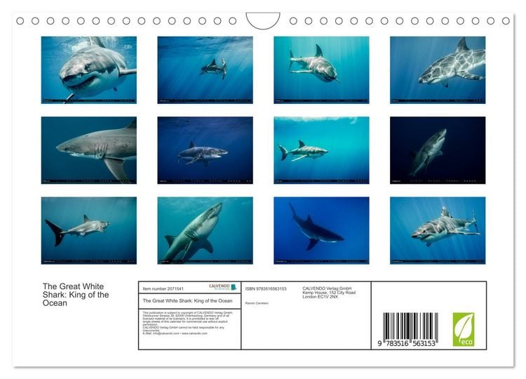 Produktbild: The Great White Shark: King of the Ocean (Wall Calendar 2026 DIN A4 landscape), CALVENDO 12 Month Wall Calendar