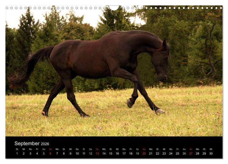 Produktbild: Pferde - m&auml;chtig, stolz & sch&ouml;n (Wandkalender 2026 DIN A3 quer), CALVENDO Monatskalender