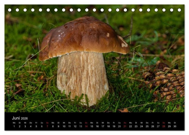 Produktbild: Pilze in Wald und Flur (Tischkalender 2026 DIN A5 quer), CALVENDO Monatskalender