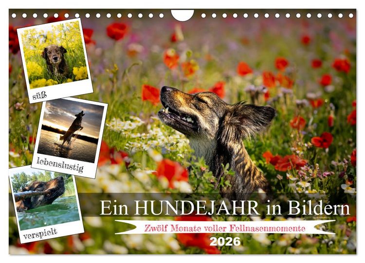 Produktbild: Ein Hundejahr in Bildern (Wandkalender 2026 DIN A4 quer), CALVENDO Monatskalender