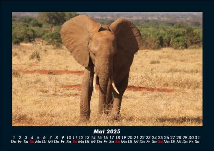 Produktbild: Elefanten Kalender 2025 Fotokalender DIN A5