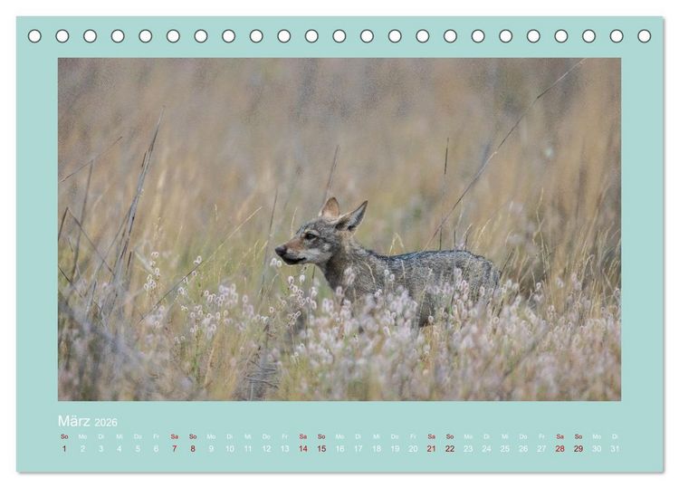 Produktbild: W&ouml;lfe, Impressionen aus der Lausitz (Tischkalender 2026 DIN A5 quer), CALVENDO Monatskalender