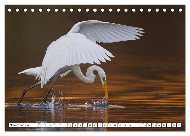 Produktbild: Tiermomente (Tischkalender 2026 DIN A5 quer), CALVENDO Monatskalender
