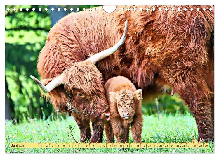 Produktbild: Highland Cattle, die Hochlandrinder aus Pfeffingen (Wandkalender 2026 DIN A4 quer), CALVENDO Monatskalender