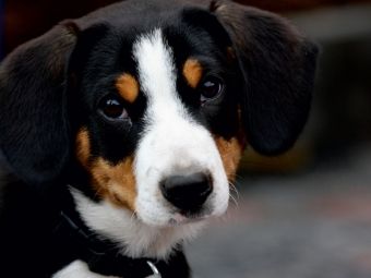 Produktbild: CALVENDO Puzzle Hund | 1000 Teile Lege-Gr&ouml;&szlig;e 64x48cm Foto-Puzzle f&uuml;r gl&uuml;ckliche Stunden