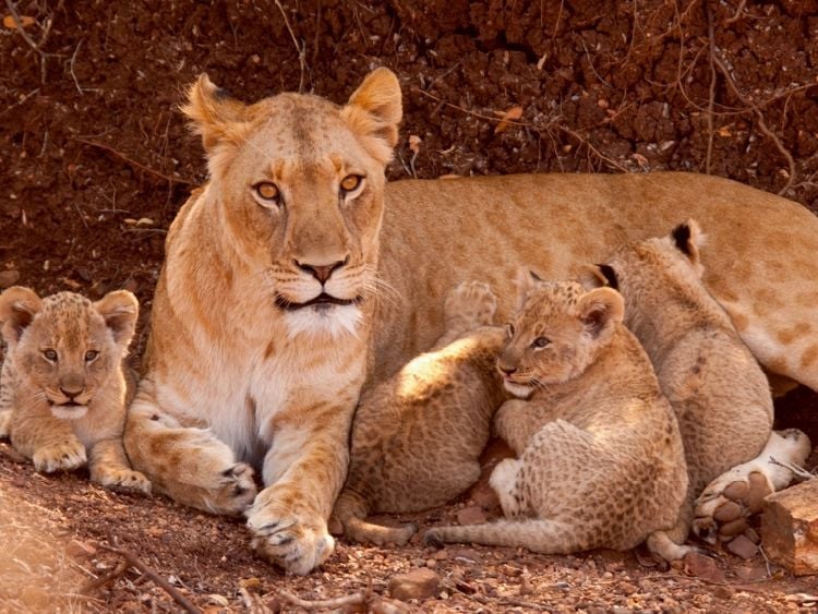 Produktbild: CALVENDO Puzzle Wilde L&ouml;wen | 1000 Teile Lege-Gr&ouml;&szlig;e 64x48cm Foto-Puzzle f&uuml;r gl&uuml;ckliche Stunden