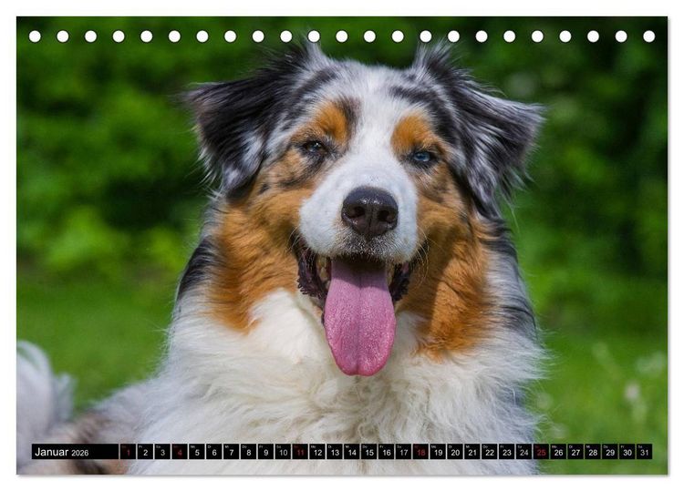 Produktbild: Bekannt wie ein bunter Hund. Australian Shepherd (Tischkalender 2026 DIN A5 quer), CALVENDO Monatskalender