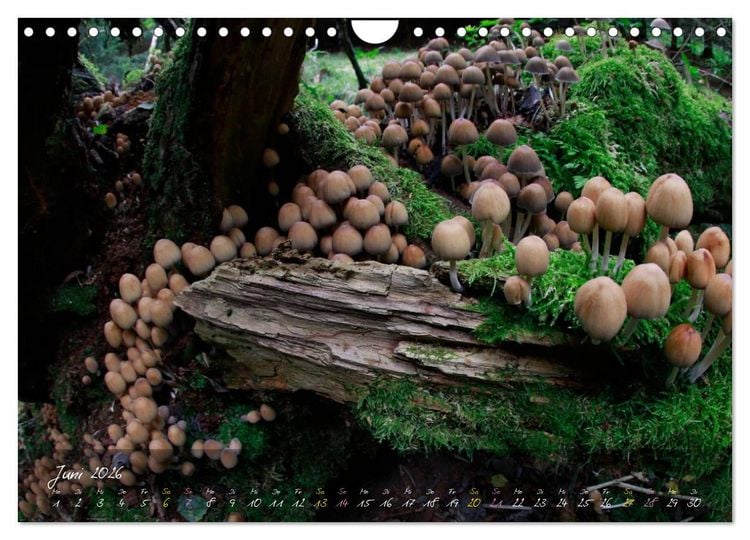 Produktbild: Pilze - die Stars der Waldb&uuml;hne (Wandkalender 2026 DIN A4 quer), CALVENDO Monatskalender