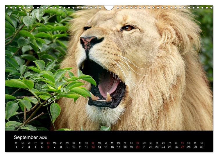 Produktbild: L&ouml;wen (Wandkalender 2026 DIN A3 quer), CALVENDO Monatskalender