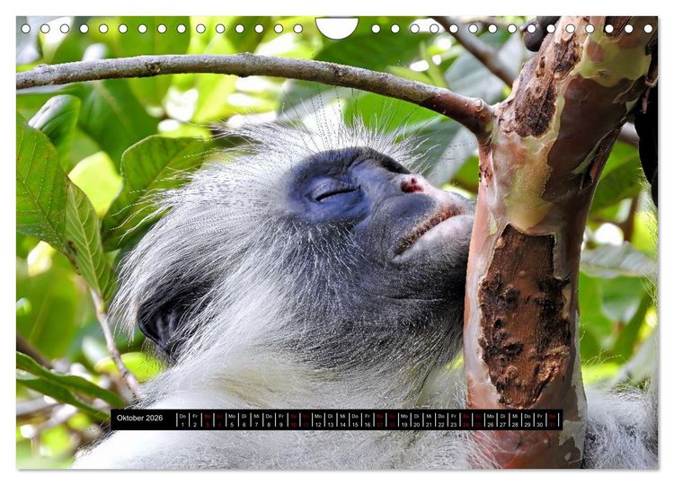 Produktbild: Afrika - Vielfalt in Flora und Fauna (Wandkalender 2026 DIN A4 quer), CALVENDO Monatskalender