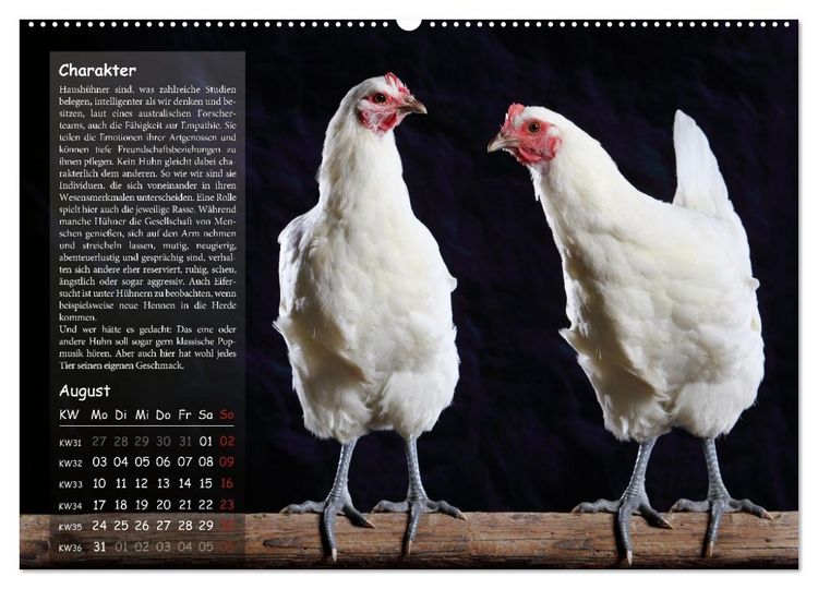 Produktbild: Von der Einzigartigkeit der H&uuml;hner 2026 (hochwertiger Premium Wandkalender 2026 DIN A2 quer), Kunstdruck in Hochglanz