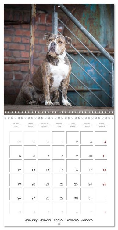 Produktbild: City dogs in the landscape park (Wall Calendar 2026 12 &times; 12 Inch) CALVENDO 12 Month Wall Calendar