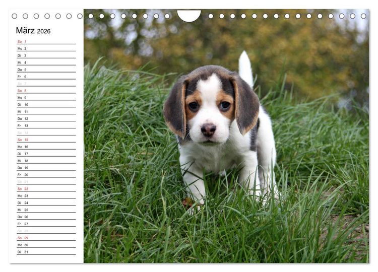 Produktbild: DER BEAGLEige TERMINPLANER (Wandkalender 2026 DIN A4 quer), CALVENDO Monatskalender