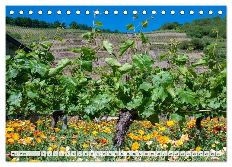 Produktbild: S&auml;chsische Sehnsucht - Ein Jahr zwischen Mei&szlig;en und Radebeul (Tischkalender 2027 DIN A5 quer), CALVENDO Monatskalender