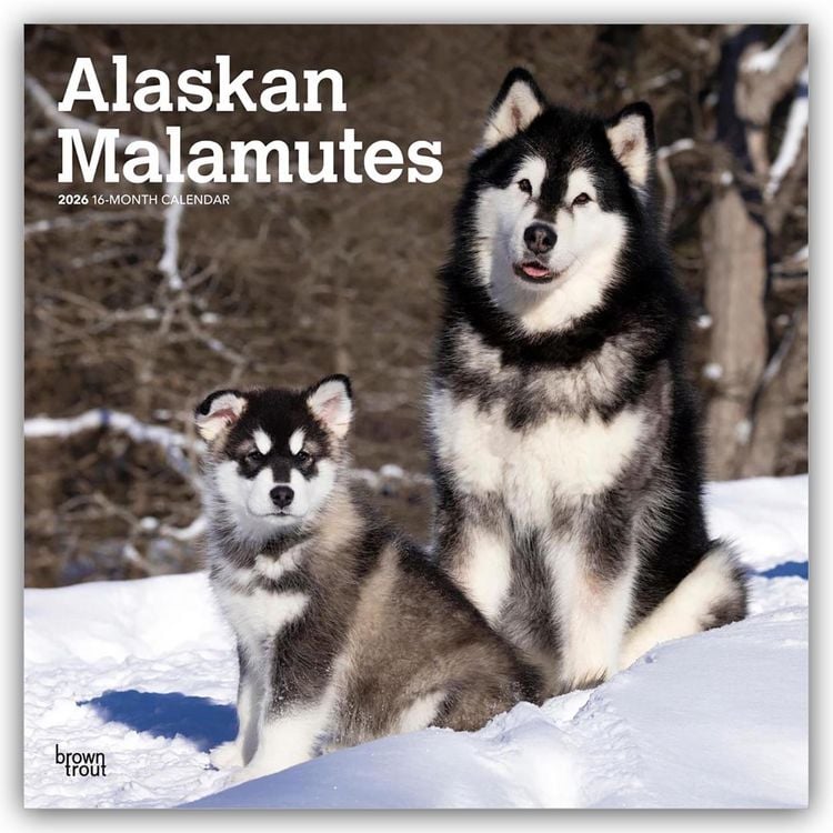 Produktbild: Alaskan Malamutes 2026 – 16-Monatskalender