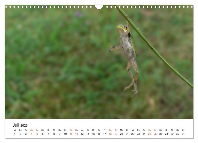 Produktbild: Besucher im Garten - Laubfr&ouml;sche (Wandkalender 2026 DIN A3 quer), CALVENDO Monatskalender