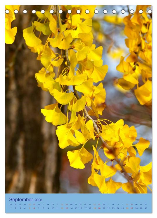 Produktbild: Ginkgo (Tischkalender 2026 DIN A5 hoch), CALVENDO Monatskalender