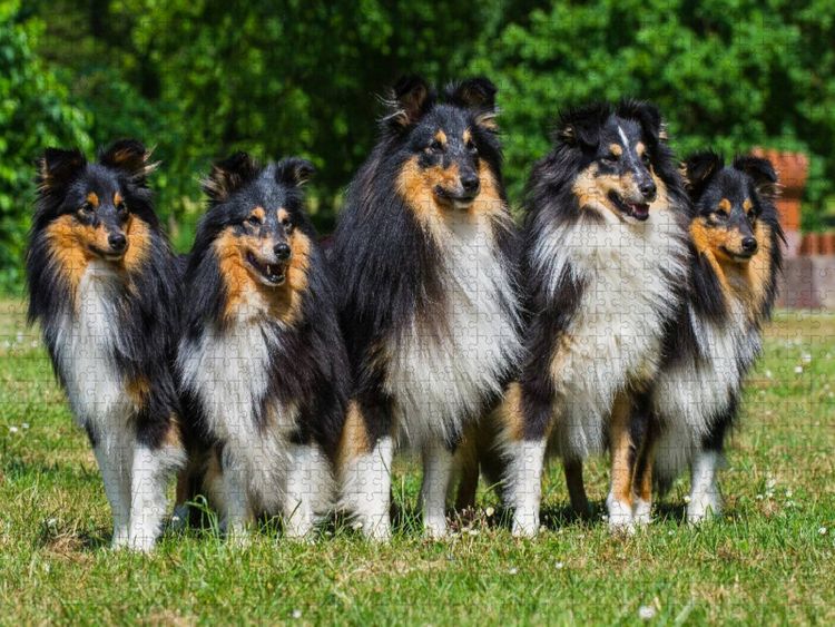 Produktbild: CALVENDO Puzzle Sheltie-Gruppe | 1000 Teile Lege-Gr&ouml;&szlig;e 64x48cm Foto-Puzzle f&uuml;r gl&uuml;ckliche Stunden