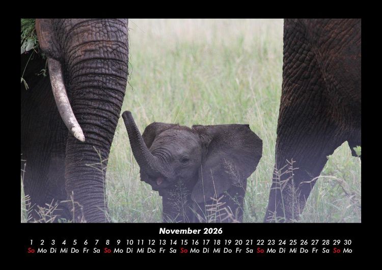 Produktbild: Elefanten - Die sanften Riesen Afrikas 2026 Fotokalender DIN A3